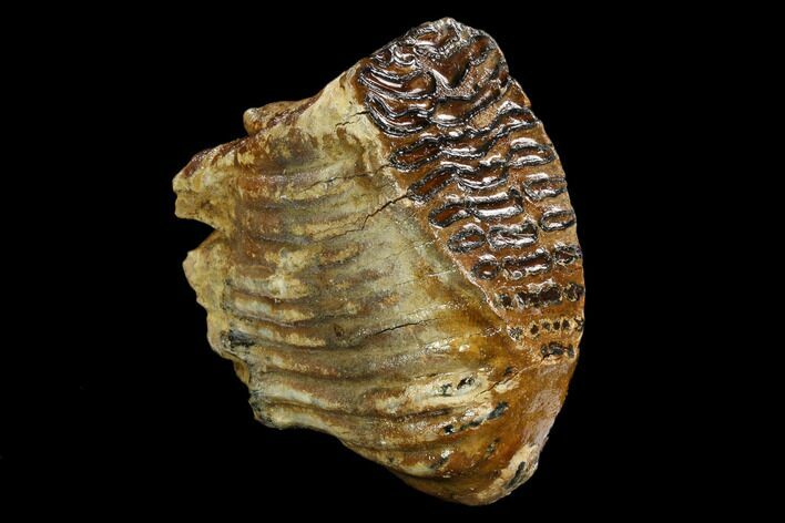 Fossil Woolly Mammoth Upper M Molar - North Sea Deposits #123649